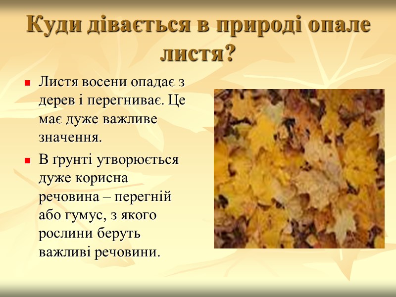 Куди дівається в природі опале листя? Листя восени опадає з дерев і перегниває. Це